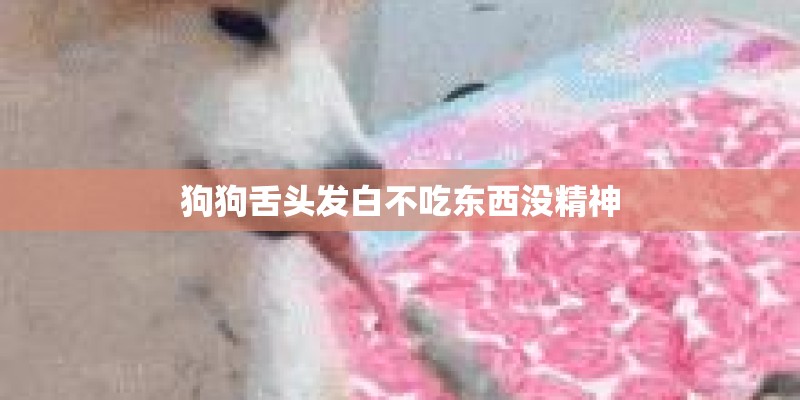 狗狗舌头发白不吃东西没精神