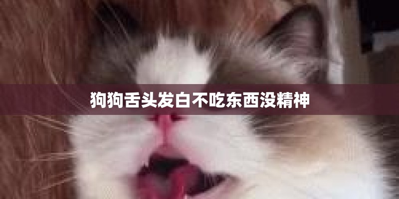 狗狗舌头发白不吃东西没精神