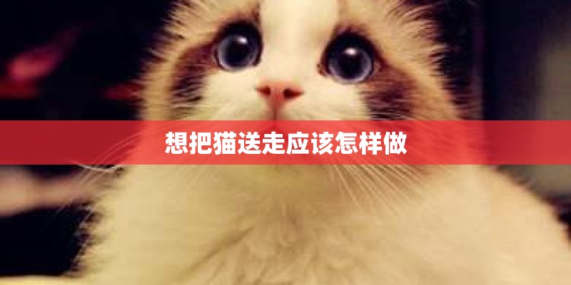 想把猫送走应该怎样做