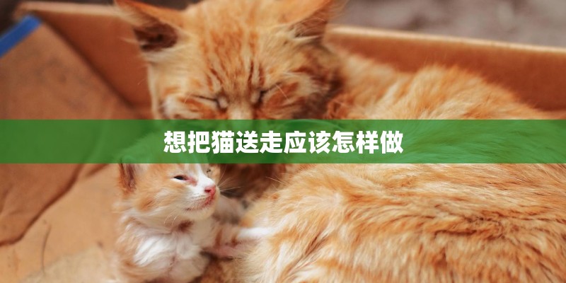 想把猫送走应该怎样做