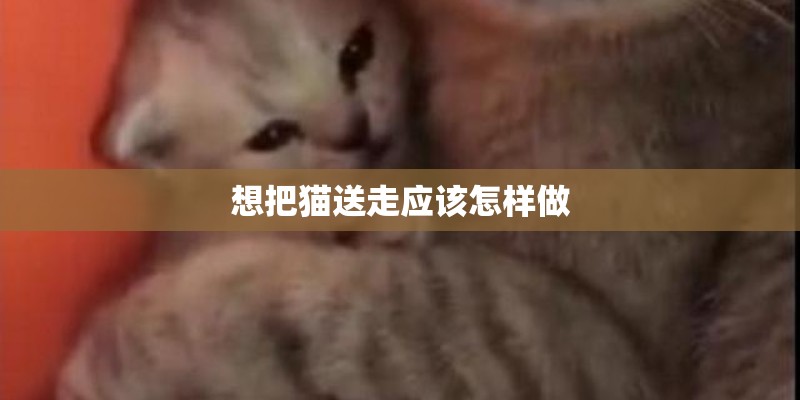 想把猫送走应该怎样做