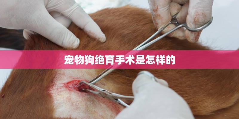 宠物狗绝育手术是怎样的