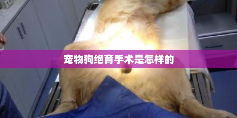宠物狗绝育手术是怎样的