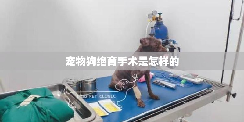 宠物狗绝育手术是怎样的