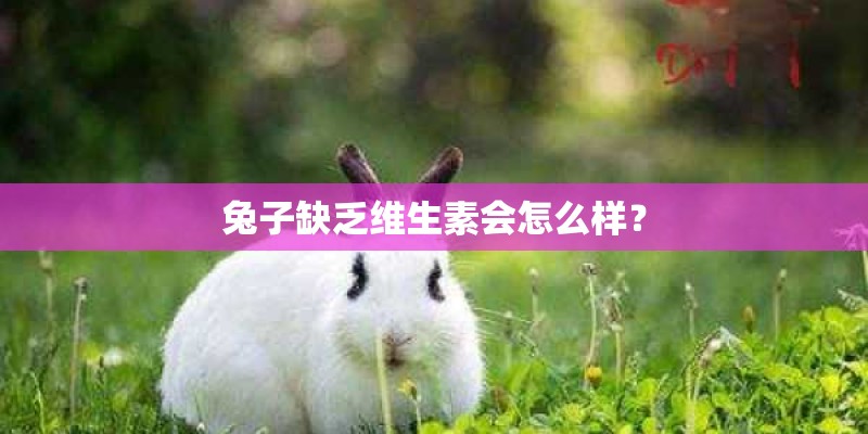 兔子缺乏维生素会怎么样？