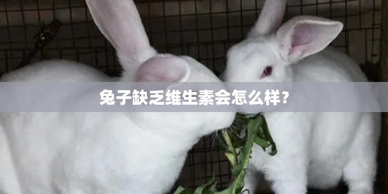 兔子缺乏维生素会怎么样？