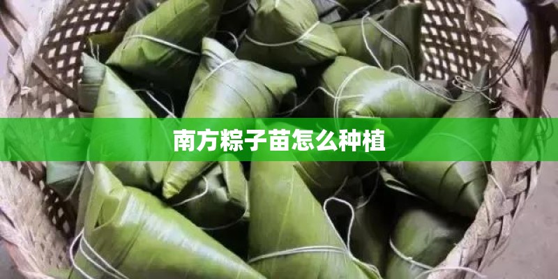 南方粽子苗怎么种植