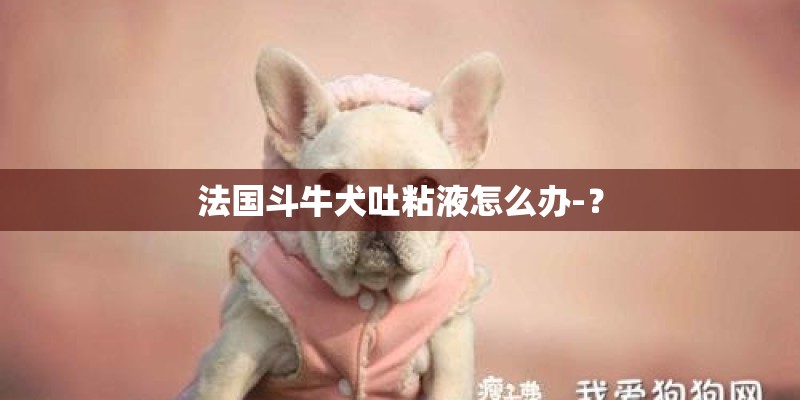 法国斗牛犬吐粘液怎么办-？