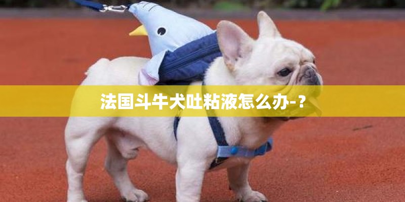 法国斗牛犬吐粘液怎么办-？