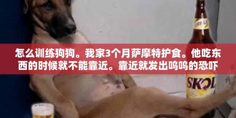 怎么训练狗狗。我家3个月萨摩特护食。他吃东西的时候就不能靠近。靠近就发出呜呜的恐吓声音。
