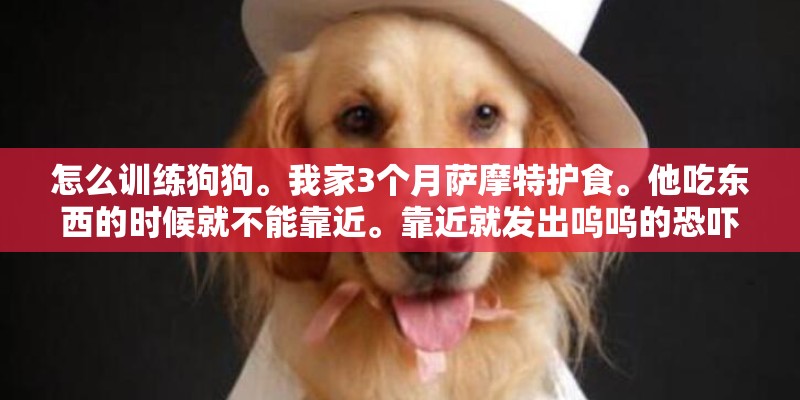 怎么训练狗狗。我家3个月萨摩特护食。他吃东西的时候就不能靠近。靠近就发出呜呜的恐吓声音。