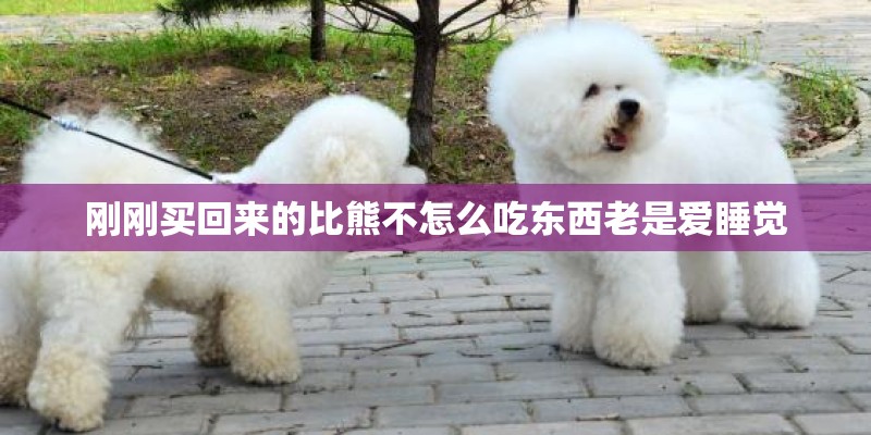 刚刚买回来的比熊不怎么吃东西老是爱睡觉