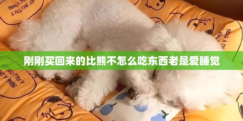刚刚买回来的比熊不怎么吃东西老是爱睡觉