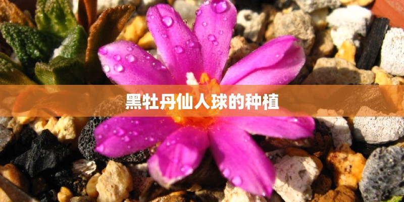黑牡丹仙人球的种植