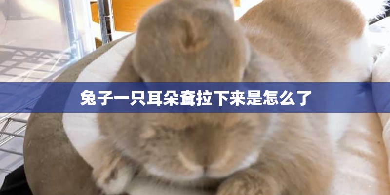 兔子一只耳朵耷拉下来是怎么了
