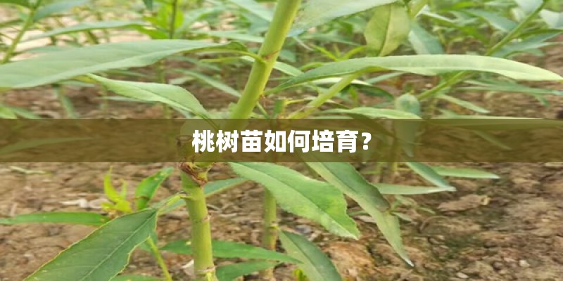 桃树苗如何培育？