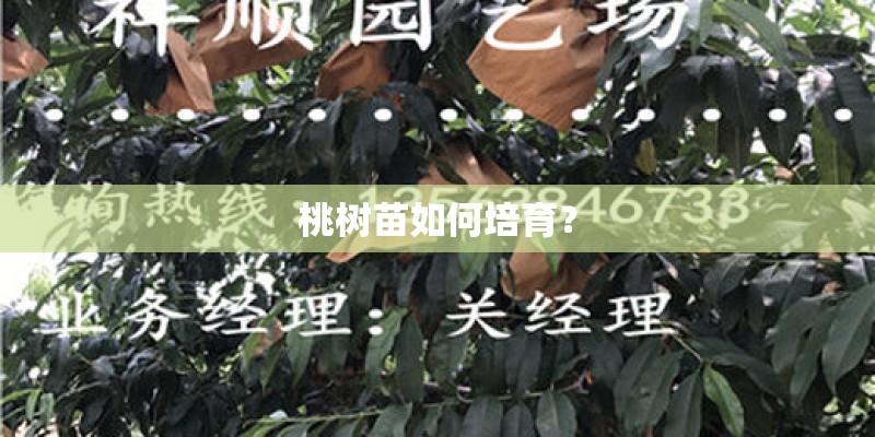 桃树苗如何培育？