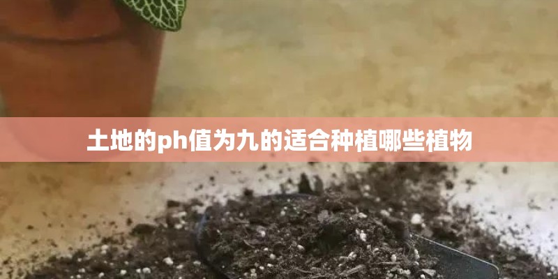土地的ph值为九的适合种植哪些植物