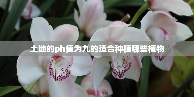 土地的ph值为九的适合种植哪些植物