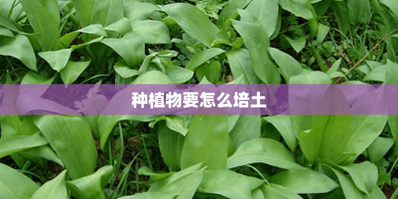 种植物要怎么培土