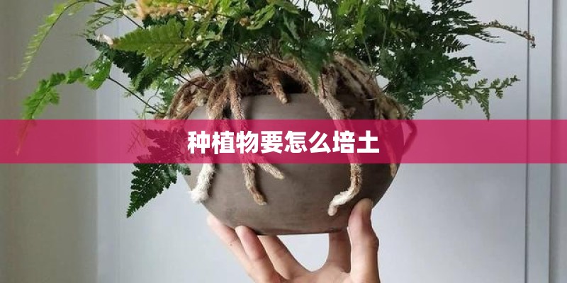 种植物要怎么培土