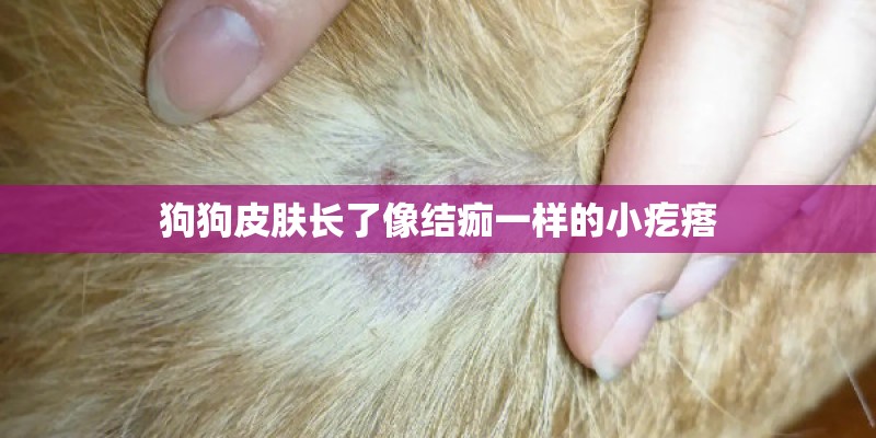 狗狗皮肤长了像结痂一样的小疙瘩