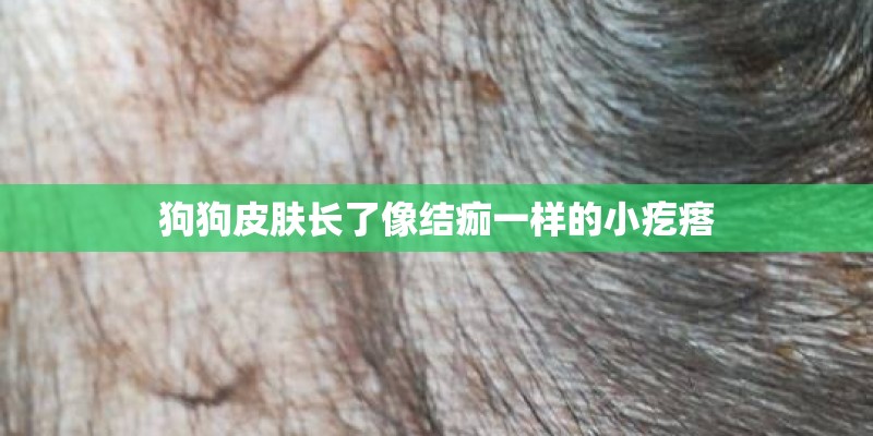 狗狗皮肤长了像结痂一样的小疙瘩