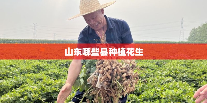 山东哪些县种植花生