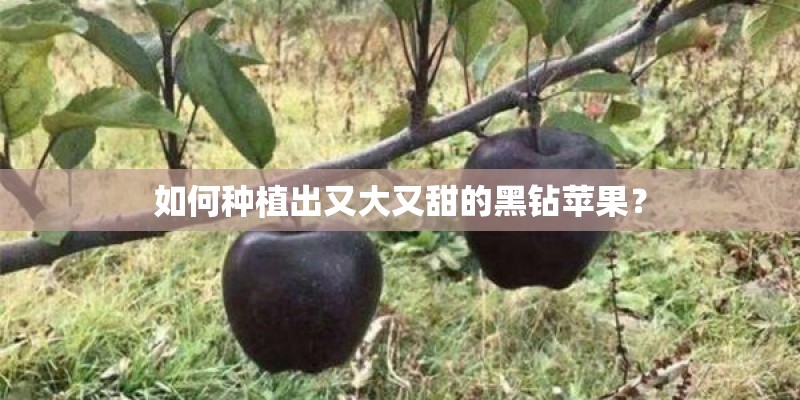 如何种植出又大又甜的黑钻苹果？