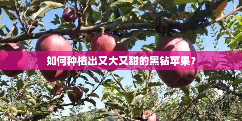 如何种植出又大又甜的黑钻苹果？