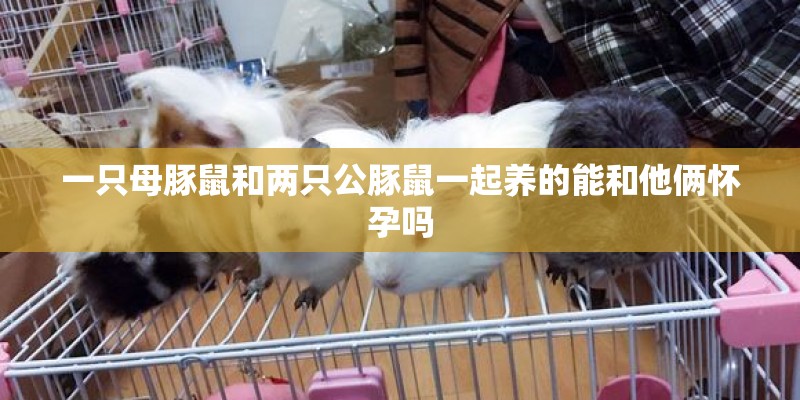 一只母豚鼠和两只公豚鼠一起养的能和他俩怀孕吗