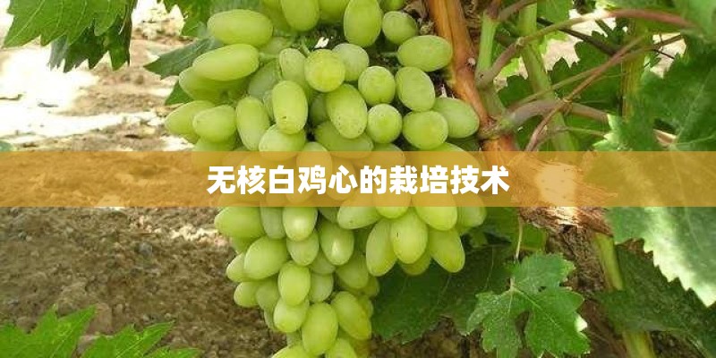 无核白鸡心的栽培技术