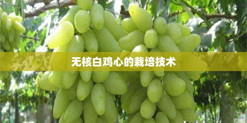 无核白鸡心的栽培技术
