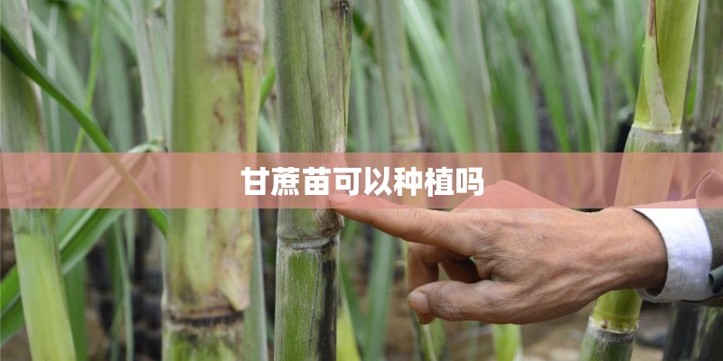 甘蔗苗可以种植吗