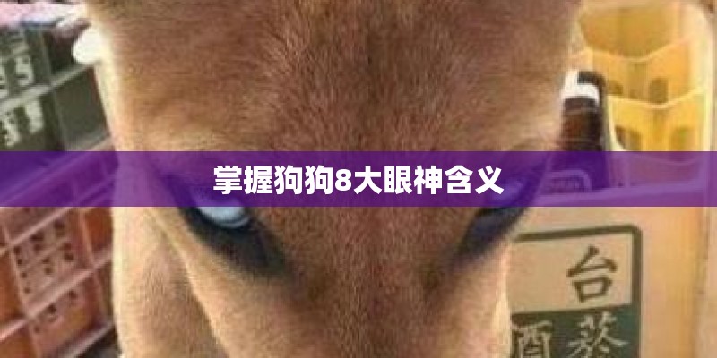 掌握狗狗8大眼神含义