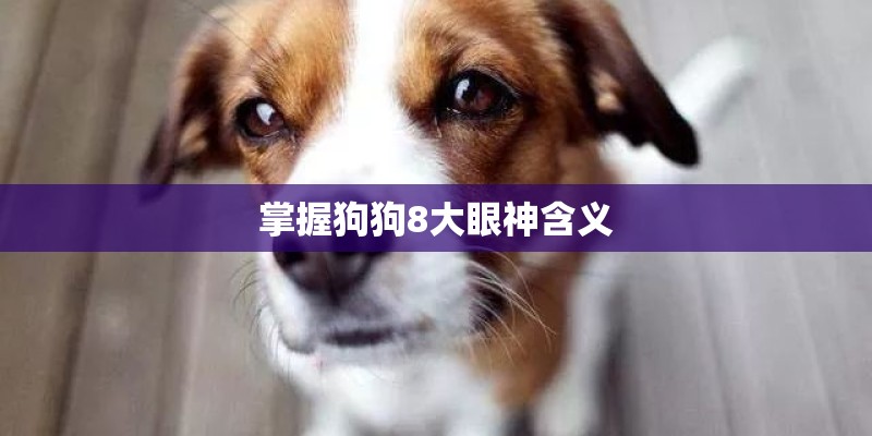 掌握狗狗8大眼神含义