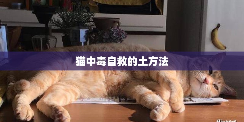 猫中毒自救的土方法