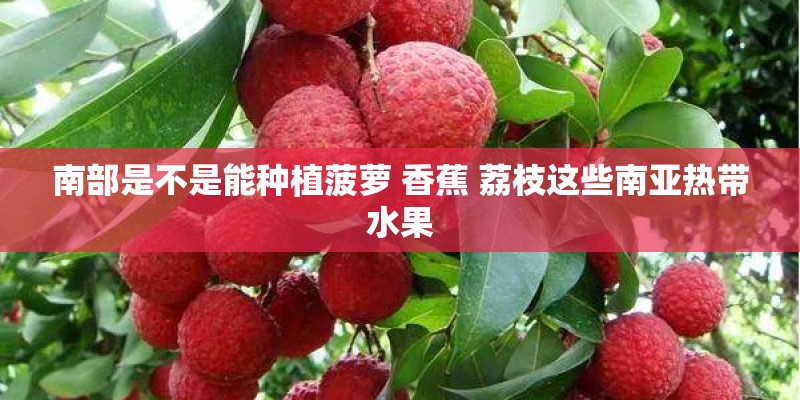 南部是不是能种植菠萝 香蕉 荔枝这些南亚热带水果