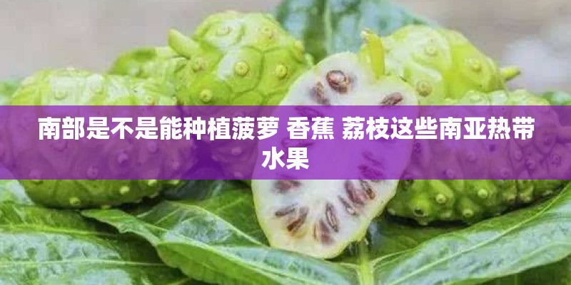 南部是不是能种植菠萝 香蕉 荔枝这些南亚热带水果