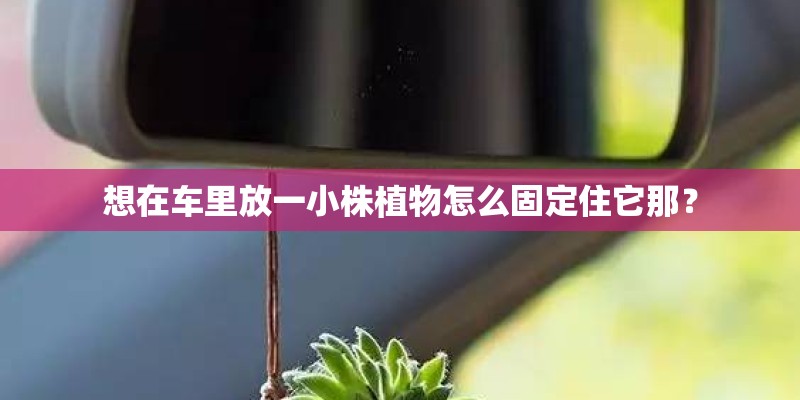 想在车里放一小株植物怎么固定住它那？