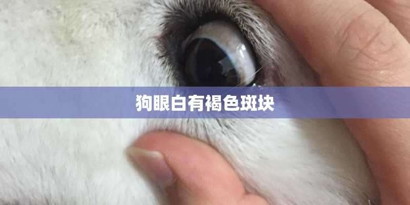 狗眼白有褐色斑块
