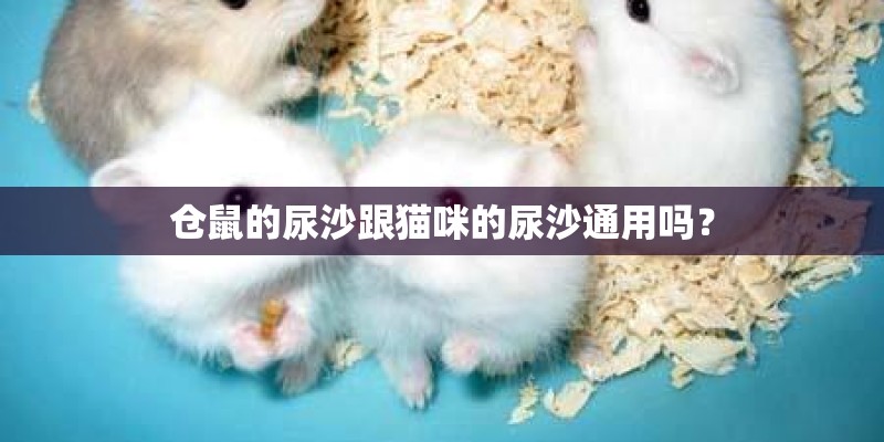 仓鼠的尿沙跟猫咪的尿沙通用吗？