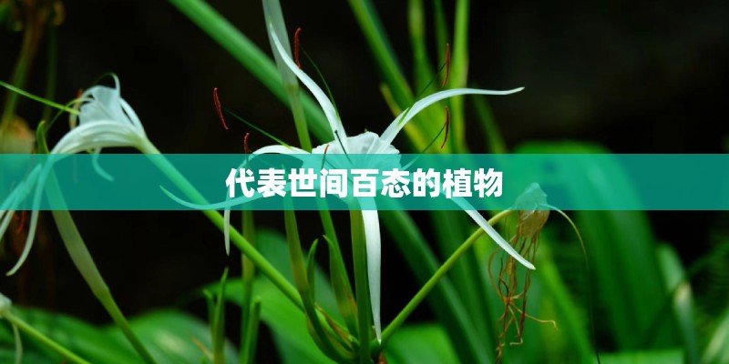 代表世间百态的植物