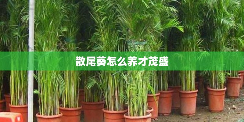 散尾葵怎么养才茂盛