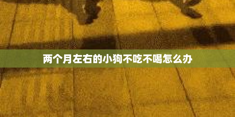 两个月左右的小狗不吃不喝怎么办