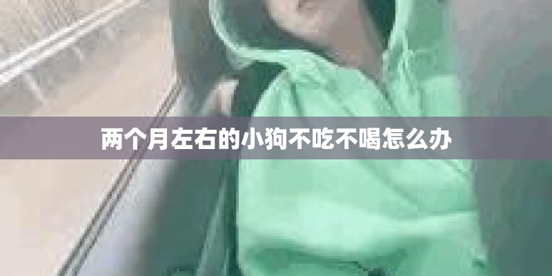 两个月左右的小狗不吃不喝怎么办