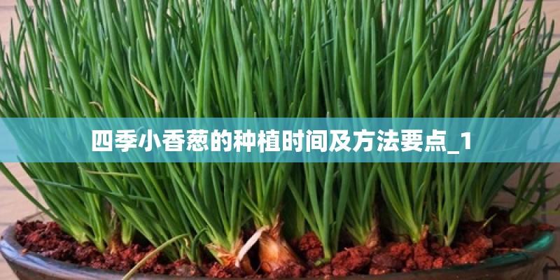 四季小香葱的种植时间及方法要点_1