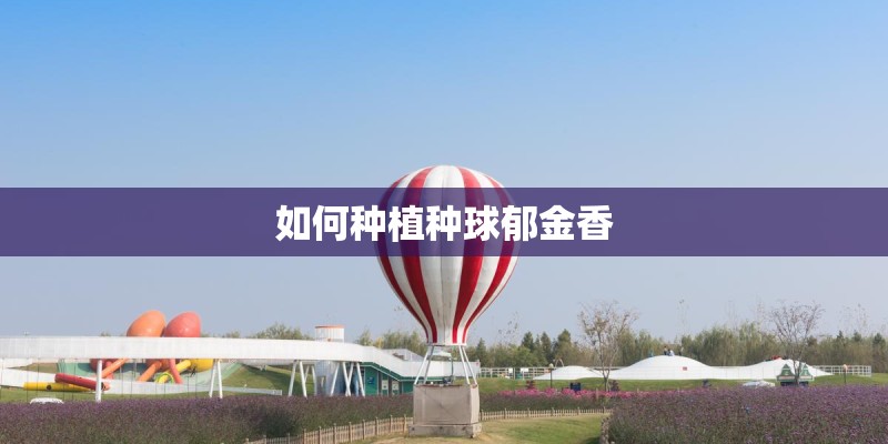 如何种植种球郁金香