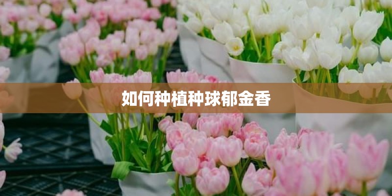 如何种植种球郁金香