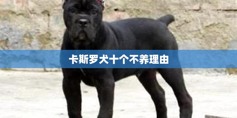 卡斯罗犬十个不养理由